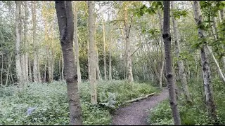 Thumbnail: Fading light along the nature trail