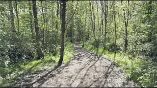 Thumbnail: Winding trail beneath the forest canopy