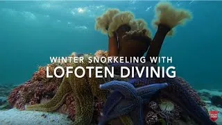 Thumbnail: Arctic Snorkeling Tour in Lofoten Islands !