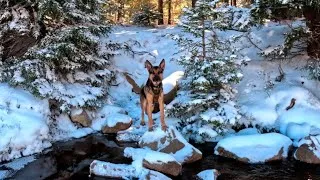 Thumbnail: Winter Survival Camping with U.S. Marine and German Shepherd 