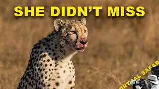 Thumbnail: I Missed the Chase. But This Made Up For It. | Virtual Safari #336