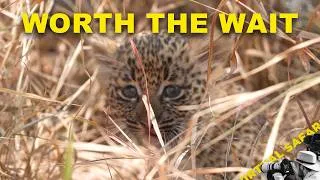 Thumbnail: We Finally Found Nkoveni's Cubs | Virtual Safari #335