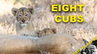 Thumbnail: The Gijima Males Have Eight Cubs | Virtual Safari #333