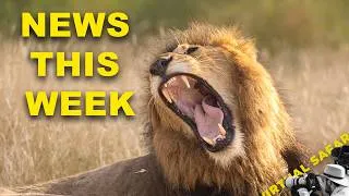 Thumbnail: News on Nkoveni — and a Lion Who Owned the Night | Virtual Safari #332