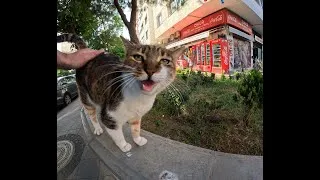 Thumbnail: homeless cat sounds like my grandma.