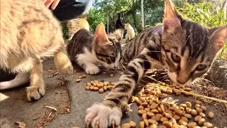 Thumbnail: Homeless Kittens Fight For Food