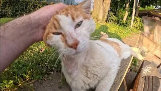Thumbnail: Stray Cat Living on the Street Needs LOVE