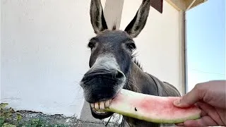 Thumbnail: Donkey Slurping Loudly