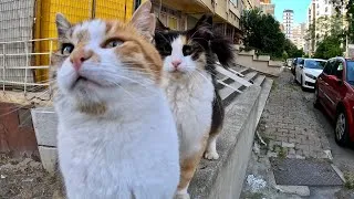Thumbnail: Facing the Stray Calico Cat Gang