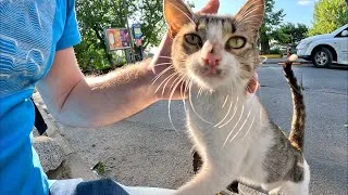 Thumbnail: Stray Cat Won't Get Off My Lap