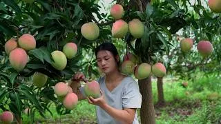 Thumbnail: Apple Mango — a mango with both flavor and beauty