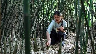 Thumbnail: The Ultimate Wild Delicacy from Deep Mountains: Guizhou Wild Bamboo Shoots, From Foraging to Table!