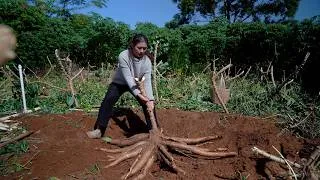 Thumbnail: A single Cassava Root yields 5KG of Starch, The Best Things are Hidden in the Soil!