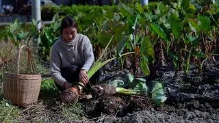 Thumbnail: 荔浦芋头，特殊的地理位置赋予它特殊的味道