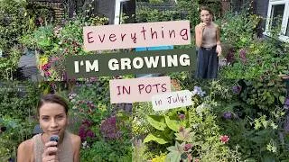 Thumbnail: What I'm Growing In Pots