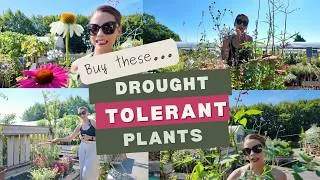 Thumbnail: Plants That Love A Hot Dry Summer...