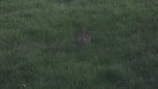 Thumbnail: A RABBIT IN MY YARD