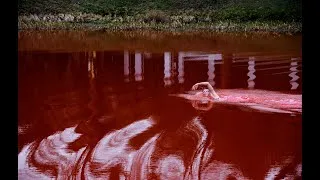Thumbnail: SWIMMING THROUGH | FUTURE