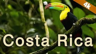 Thumbnail: Costa Rica - A Wildlife Paradise in 4k!