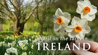 Thumbnail: my morning routine | rural life in Ireland | slow living vlog | spring in Ireland | walk with me