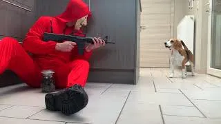 Thumbnail: The Best Beagle Dogs Compilation: Funny and Adorable!