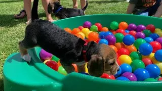 Thumbnail: Playful Beagles and Puppies in Ball Pit and Pool Fun Compilation!