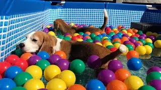 Thumbnail: The Cutest Beagle Ball Pit Party Moments Ever!