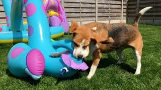 Thumbnail: Beagle Dogs Are the Best Breed: Funny, Playful, and Adorable!