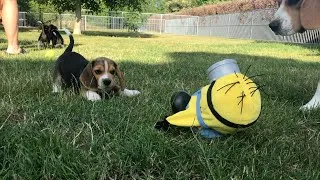 Thumbnail: Beagle Puppies Being Silly: Funny and Adorable Moments!