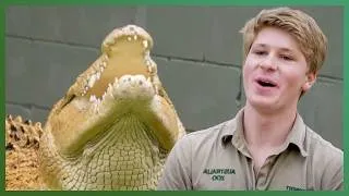 Thumbnail: Robert Irwin Helps Casper The Crocodile Make His Wild Crocoseum Debut | Crikey! It's The Irwins