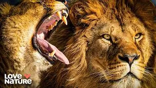 Thumbnail: When Mighty Lions Become the Hunted | Wildlife Icons 201 + 202