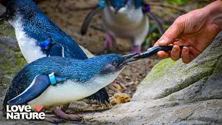 Thumbnail: Magical Penguins?! Meet the Fairy Penguin 🐧  | Animal Empires 103 + 104