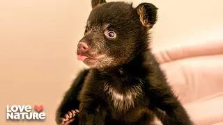 Thumbnail: Winston the Orphan Bear | Cub Camp 101