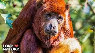 Thumbnail: The Wildest Family Bonds | Baby Animals 204