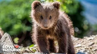 Thumbnail: Happy Beginnings: Orphan Bear Cubs Unite | Cub Camp 102