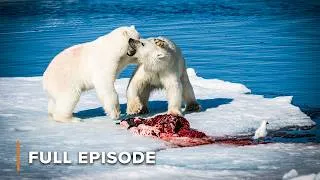Thumbnail: Survival at the Edge: Extreme Bears & Underwater Assassins | EP105+106 | Wild Hunters S1