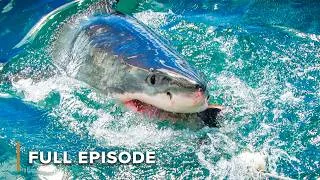 Thumbnail: Why Does This Remote Australian Coast Hide Such Deadly Creatures? | EP1 | Deep Dive Australia S1