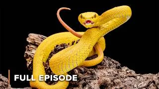 Thumbnail: Planet of Predators | EP109+110 | Wild Hunters S1