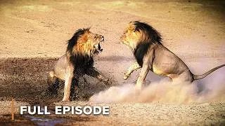 Thumbnail: Canids vs Felines: The Ultimate Survival Battle | EP2 | Wolves and Lions: Old Enemies S1
