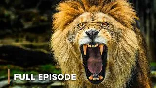 Thumbnail: The Deadly Bite vs. The Brutal Pack: Nature’s Ultimate Killers | EP103+104 | Wild Hunters S1