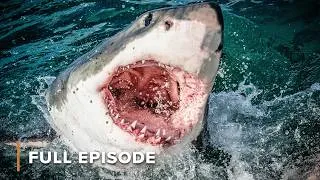 Thumbnail: What Happens in the First Seconds of a Shark Attack | EP1 | When Sharks Attack S1