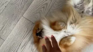 Thumbnail: Puppy First Day of School.