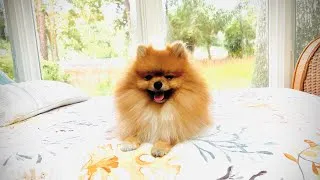 Thumbnail: Lovi‘s First Time at Doggy Ice Cream Cafe.
