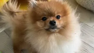 Thumbnail: Lovi’s home sweet home
