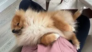 Thumbnail: My favorite place on earth! Mommy’s Lap ♥️♥️.