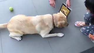 Thumbnail: Labrador Learns from iPad