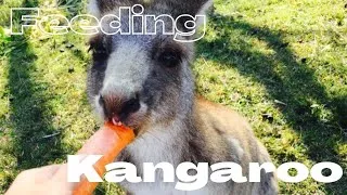 Thumbnail: Feeding Kangaroo｜Brisbane｜Travel