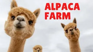 Thumbnail: Alpaca vs Llama｜可愛的羊駝｜Travel