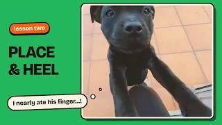 Thumbnail: Puppy training, lesson two: she nearly ate my finger