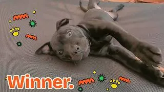 Thumbnail: I lost a tug war to a 10-week-old puppy